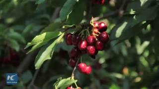 Chilean cherries break records in China in the lead up to the Chinese New Year