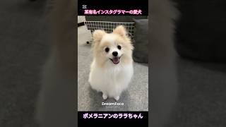 某有名インスタグラマーの愛犬ポメラニアンのララちゃん無断転載悪用厳禁  #instagram #shorts @yoshi5415