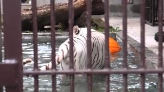 2015.9.13 宇都宮動物園☆ホワイトタイガーのアース【White tiger】_03