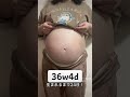 【妊娠36週】36w4d妊婦のお腹 shorts