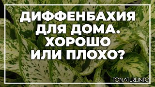 Диффенбахия для дома  хорошо или плохо? | toNature.Info