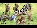 Hyena Attack  Zebra when giving Birth