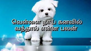 வெள்ளை நாய் கனவில் வந்தால் என்ன பலன்