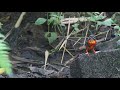 a hunting indigo banded kingfisher