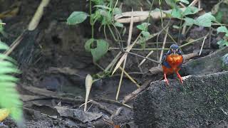 A Hunting Indigo-banded Kingfisher