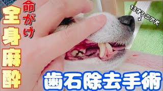 【ドキュメント】麻酔に耐えろ！シニア犬、ビーグルの歯石除去手術。