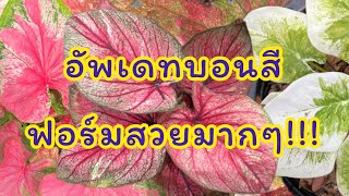 EP.11 สวนบอนสีพระทำ | อัพเดทบอนสีมาแรง พร้อมแยกหน่อ บอนสีแรร์ไอเทม น่าสะสม