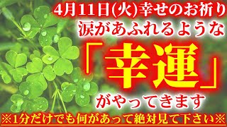 幸せを招く可愛い花たちです。4月11日の朝の浄化祈願