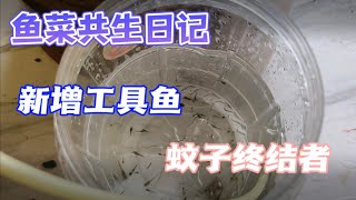 鱼菜共生日记-鱼缸中蚊虫滋生，所以我放工具鱼为我吃掉那些该死的蚊子