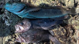 How to Catch LINGCOD and ROCKFISH From SHORE! (Northern California Rock Fishing)