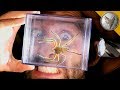 World S Most Dangerous Animal Catches