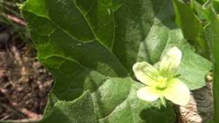 White Bryony (Bryonia Dioica) - 2013-07-13