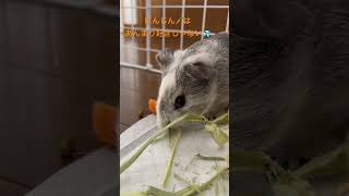 1ヶ月半の赤ちゃんモルモット お食事の時間🥕🍴 #モルモット #ペット guinea pig