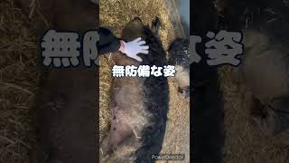 【待つわ…】#十勝ロイヤルマンガリッツァ #マンガリッツァ#北海道 #animals #癒し #mangalica #mangalitsa #十勝 #十勝グルメ #愛情