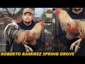 Roberto Ramirez ‼️ Beautiful Birds Spring Grove Farm Hollister California