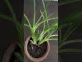 how to grow oncidium orchid|How to grow Oncidium Orchid|#shorts|