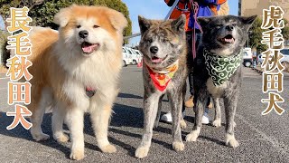 秋田犬だらけのモフモフお散歩会【秋田犬】【大型犬】【akita dog】