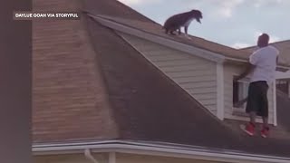 Dog rescued from roof of home by good Samaritan
