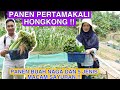 PANEN BUAH DAN LIMA JENIS SAYUR PERTAMA KALI DI HONGKONG !! IBUKU SAMPAI KALAP !!