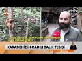 karadeniz’in cadılı balık tesisi atv ana haber 31 ekim 2024