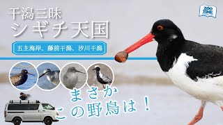 【58 干潟三昧の探鳥旅】とんでもない出会いが待っていた！【五主海岸→藤前干潟→汐川干潟】