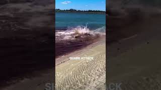 #shark #attack #shorts #ocean #blowthisup #blood #scary #viral #trending #fyp #foryou #popoff