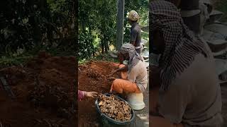 ഇഞ്ചി കൃഷി വിളവെടുപ്പ് | Ginger harvesting | real-life by suresh madathil | #reallife