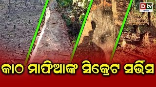 କାଠ ମାଫିଆଙ୍କ ସିକ୍ରେଟ ସର୍ଭିସ | Odia news live updates #dtvodia