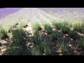 【富良野観光】2021年7月上旬のファーム富田のラベンダー畑の様子 綺麗に咲いています lavender field farm tomita early july furano sightseeing