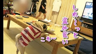 娘のごはんをコソ〜っと狙うも詰めが甘いパグ犬ぷぅ pug