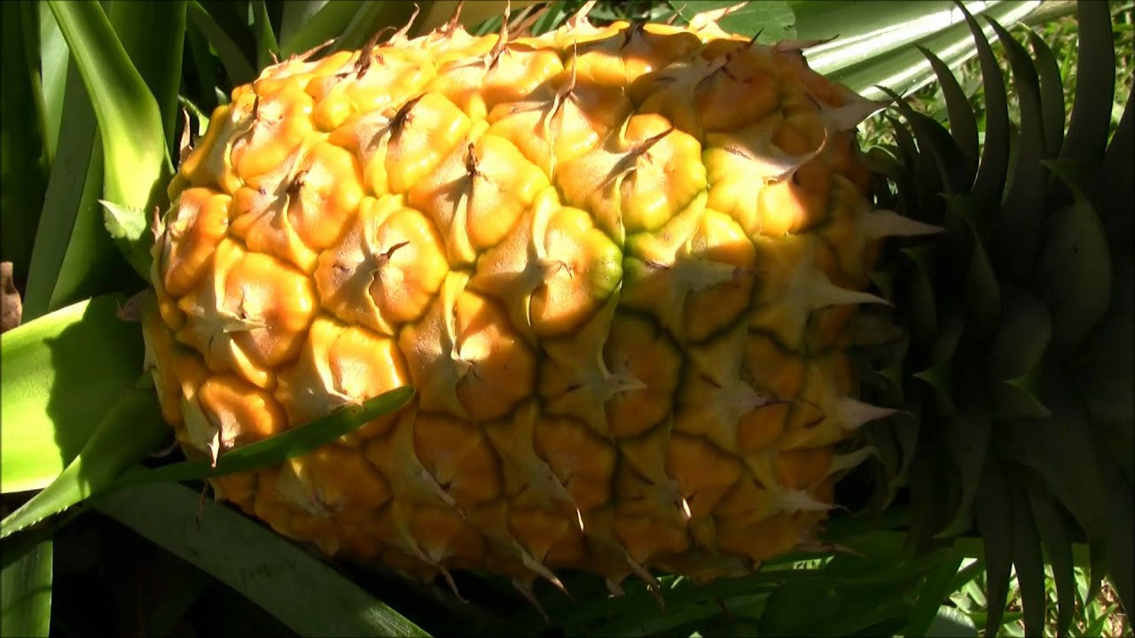 Harvesting Pineapple Youtube