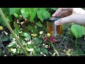 natural pain relief how to make a local anaesthetic tincture for toothache sore gums mouth ulcers