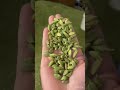 how to find green cardamom grades