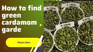 How to Find Green Cardamom Grades?