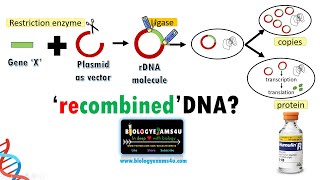 Recombinant DNA Technology Animation