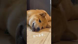 寝ている最中、目の前におやつを置かれた柴犬