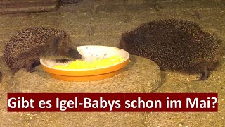 Ein kleines Wunder? Ein viel zu kleiner Igel (Lilly) hat den Winter überlebt  (04.05.-22.05.2023)