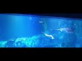 Lotte World Aquarium In Seoul, South Korea | Feeding Fish| Great Tour for Kids