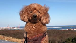 ポカポカ陽気の海浜公園で日向ぼっこしてる犬　トイプードル