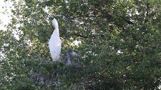 Leucistic Great Blue Heron juvenile stretching