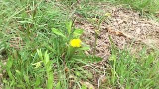 モンキチョウ / Colias erate　茨城県関本町小川　2016/05/03 butterfly of Japan