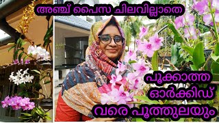 അടുക്കളയിലുള്ള ഈ  2  പാനീയം മാത്രം മതി ഓർക്കിഡ് പൂത്തുലയാൻ /  Orchid blooming care in Malayalam..