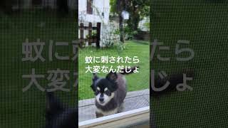 ガーデン犬【チワワのくうさん】おしっこタイム