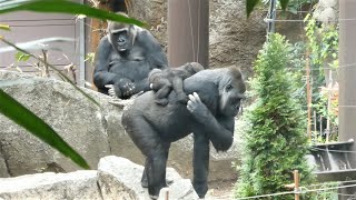 20230327 上野動物園　ニシゴリラ　14時半過ぎ　第一放飼場に移動してきてキュウリを食べるゴリラたち　赤ちゃんゴリラのスモモちゃんはコモモお姉さんに抱っこされながら登場