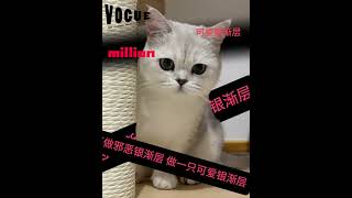 #新MVP结算画面来了 #萌宠版出场介绍卡点  #银渐层 #这是我的小猪猫 #我和我的猫