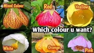 Abutilon pictum Chinese lantern Perennial flower plant online sale Plant nursery Kolkata