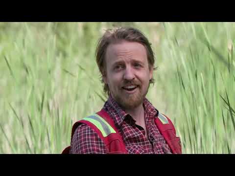 Where does narrow leaf cattail grow?