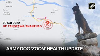 Army Dog ‘Zoom’ health update: Next 24-48 hours are critical