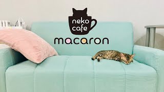 秦野市、猫カフェマカロン(nekocafe macaron)です