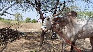 श्रीशैल दळवाई मामा तिकोंडी जत सांगली राजाच्या प्रथम पुण्यतिथीनिमित्त केलेले चित्रिकरण 6/2/2021#bull